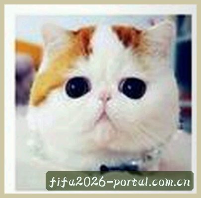 赵凯